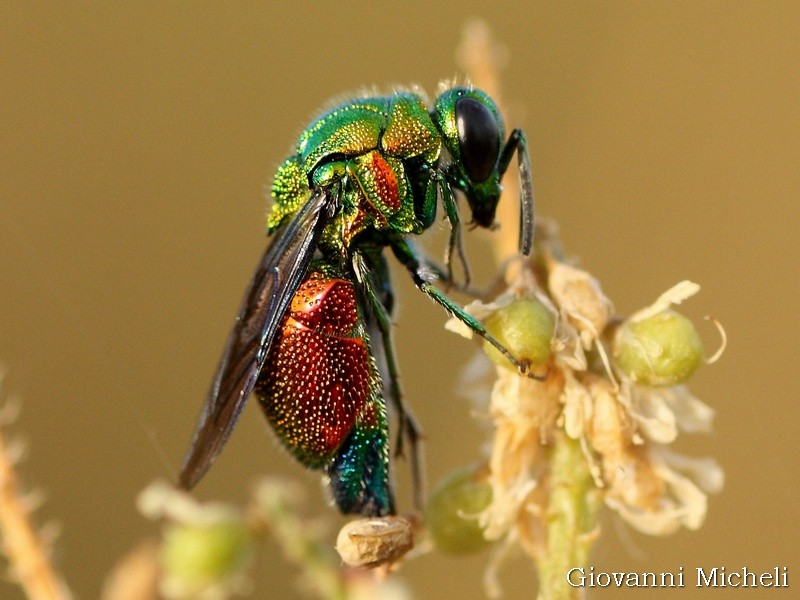 Chrysididae da id: Stilbum cyanurum